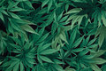 Patchwork-bomuld med grønne  cannabis planter