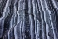 Grå-hvid polyester til bruseforhæng med foto af træstammer