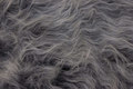Sølvræv - Langhåret pels i grå nuancer