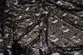 Flot pailletstof med påfuglemønster på sort bund af mesh