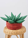 Dekorative succulent of kaktus Plys Puder by Carla Reiss Design